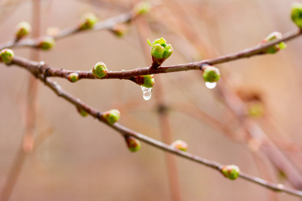 Histamine and Your Skin: The Clean Beauty Guide to Calm, Sensitive Skin