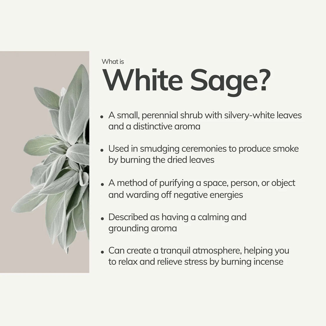 White Sage Incense Stick